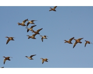 waterfowl_slide (15)