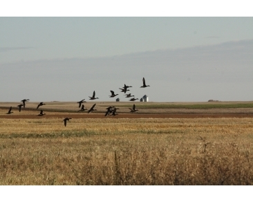 waterfowl_slide (18)