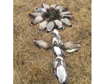 waterfowl_slide (26)