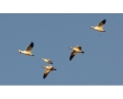 waterfowl_slide (12)